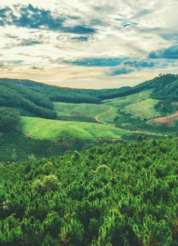 从扩大的w66平台林到消失的毛乌素，你认领的树苗再填新绿！